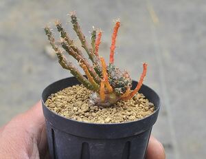 ユーフォルビア 孔雀丸　塊根植物 タコもの　コーデックス グラキリス 多肉植物 アガベ 