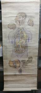 古画 紙本著色『人体解剖図』掛軸 医学図書 貴重な医学資料 古筆 古文書 古書 医学 解体 絵巻物 蘭学 人体 160x60㎝