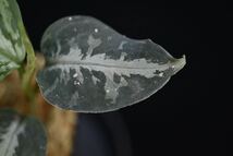 1. Aglaonema pictum Sumatra Selatan T-120723-SD-3 アグラオネマ　熱帯植物　ワイルド採集株_画像3