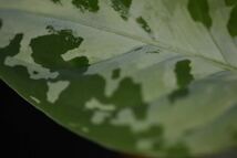 2. Aglaonema pictum Sumatra Selatan T-3705-SC アグラオネマ　ワイルド採集株　熱帯植物_画像8