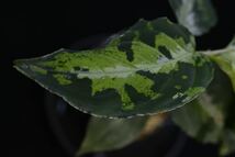 15. Aglaonema pictum Bengkulu Sumatra T-140523 Di belakang gunung アグラオネマ　ワイルド採集株　_画像6