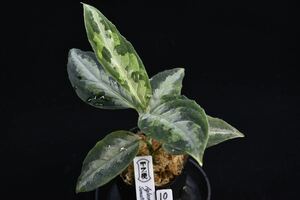 10. Aglaonema pictum Sumatra Selatan T-120723-SD-3 アグラオネマ　ワイルド採集株　ガチャ