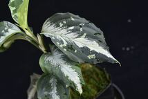 14. Aglaonema pictum Sumatra Selatan T-3705-SC アグラオネマ　ワイルド　採集株_画像4