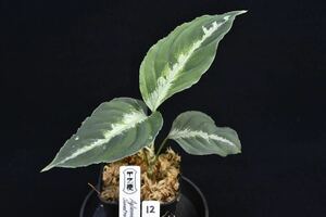 12. Aglaonema pictum Sumatra Selatan T-120723-SD-3 アグラオネマ　ワイルド採集株　ガチャ