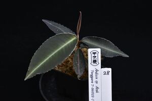 28. Ardisia sp. Aceh Tenggara T-061023-1 観葉植物 ワイルド株