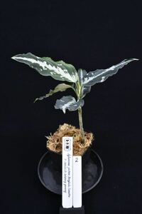 2. Aglaonema pictum Bengkulu Sumatra T-140523 Di belakang gunung アグラオネマ　ワイルド採集株　ガチャ