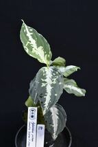 14. Aglaonema pictum Sumatra Selatan T-3705-SC アグラオネマ　ワイルド　採集株_画像1