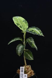 16. Aglaonema pictum Sumatra Selatan T-4213-SC-2 アグラオネマ　ワイルド採集株　ガチャ