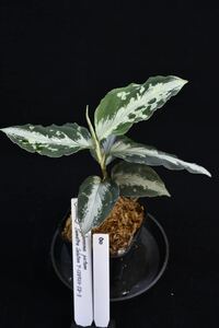 8. Aglaonema pictum Sumatra Selatan T-120723-SD-3 アグラオネマ　ワイルド採集株　ガチャ