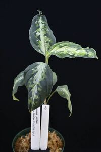 6. Aglaonema pictum Sumatra Selatan T-120723-SD-3 アグラオネマ　ワイルド採集株　ガチャ