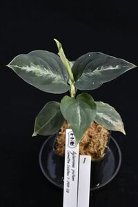 1. Aglaonema pictum Sumatra Selatan T-3910-SD アグラオネマ　ワイルド採集株　ガチャ
