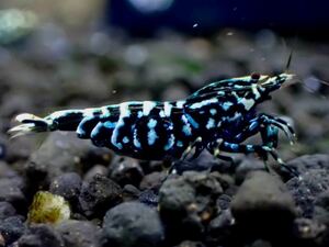 【 HY Shrimp 】ギャラクシーフィッシュボーン 雄１匹 抱卵雌2匹