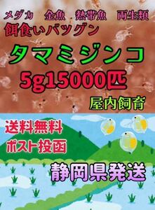 タマミジンコ5g ミジンコ メダカの餌 めだか 鮒 アカヒレ イモリ テトラ グラミー ゾウリムシ 金魚 ホテイアオイ クロレラ飼育