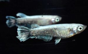[NEXTメダカ]　ミューズ×レーヴ　若魚1ペア＋保証雌1匹　3か月程の個体　　　