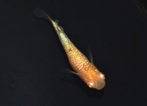 [NEXTメダカ]　極上　ガーネット　若魚1ペア＋保証雌1　計3匹　　2ヶ月半程の個体　　　