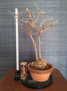 盆SALE★ロウバイ 蝋梅 盆栽 樹高42cm 超極太 激古 双幹 圧巻の立ち上がり！！