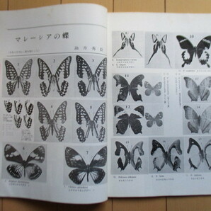 月刊むし 26号 1973年5月号 /Luehdorfia/チョウセンアカ・ミヤマカラスシジミ・スジボソヤマキ/ホシボシキチョウ/多摩湖の蝶の画像5