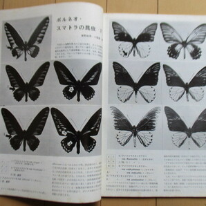 月刊むし 32号 1973年11月号 /スマトラ・ボルネオの蝶/山形県の蝶類分類/伊豆・式根島のコガネムシ/昆虫の画像4