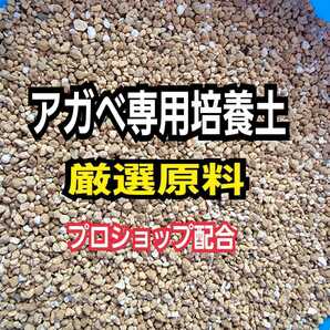 アガベ 専用培養土【2L】プロショップが原料にこだわり抜群の配合で完成させた特選品 これ1つあればバッチリ育成OKです 多肉植物全般にの画像4