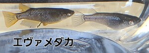 Fuji Aqua Green様で購入した上物な親から産まれた個体　エヴァ　ミットナイトフリル漆黒タイプ　ミットナイトフリルラメタイプ稚魚～幼魚