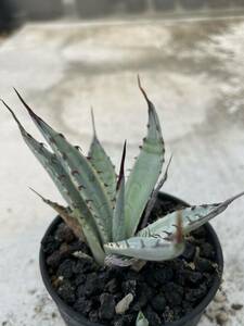 37 Agave palmeri アガベ　屈原の舞扇　屈原の舞扇綿