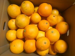 和歌山　ネーブルオレンジ （訳あり）10キロ