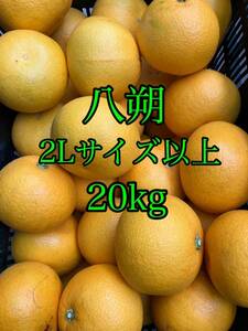 八朔　家庭用2Lサイズ以上 20kg 和歌山産