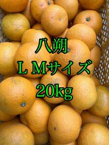 八朔　家庭用L、Mサイズ 20kg 和歌山産