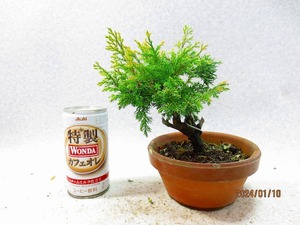 [.. shop green ..]sin Park Japanese cedar leaf many (01221) total height :22.* same packing is [ together transactions ] procedure strict observance * postage clear writing 