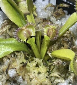 Dionaea muscipula Punk ディオネアマスシプラ パンク ハエトリソウ ハエトリグサ 2.5号深 食虫植物 観葉植物