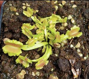 Dionaea muscipula Space GC ディオネアマスシプラ スペース ハエトリソウ ハエトリグサ 2.5号深 食虫植物 GCオリジナルラベル付き