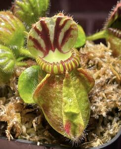 B Cephalotus follicularis dark Germany clone セファロタスフォリキュラリス 5cm 食虫植物 観葉植物