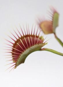 Dionaea muscipula Miss Pimbeche GC ディオネアマスシプラ ハエトリソウ ハエトリグサ 2.5号深 食虫植物 観葉植物