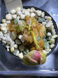 Cephalotus follicularis ビオパルコ三明 セファロタスフォリキュラリス 希少 5cm 食虫植物 観葉植物