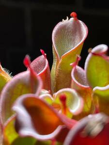 A Heliamphora pulchella different clones, Churi Tepui, Venezuela [BCP ID# H25, 2161] ヘリアンフォラ プルチェラ 2号深 食虫植物