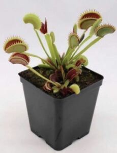 Dionaea muscipula Big Dracula GC ディオネアマスシプラ ビッグドラキュラ ハエトリソウ ハエトリグサ 2号深 食虫植物 オリジナルラベル付