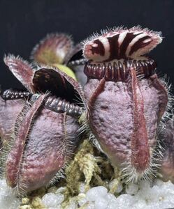 Cephalotus follicularis Big Mouth Original From Kai Becker CZP セファロタスフォリキュラリス ビッグマウス 5cm 食虫植物