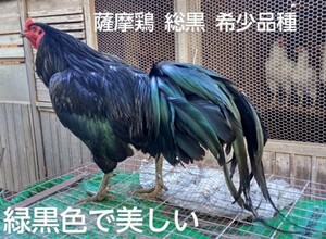 【天然記念物薩摩鶏】総黒　　　　【食用】真黒【食用有精卵6個】　　　　　羽色が緑黒で美しい　YouTube　 みつちー薩摩鶏