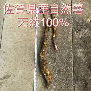 佐賀県産自然薯天然100%28日堀立土付約600g