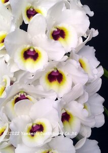 洋蘭 デンドロビューム交配種（花芽つき・低温処理済）（入賞花）Den. Snow Kiss ‘Cielo’ SSM/JOGA（農林水産省登録品種）