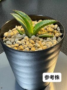 【枯れにくい植物をお探しの方へ】アガベセット！チタノタブルー4株