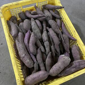 長野県産♪無農薬　土付き　さつまいも 紅はるか 10kg (箱込み)サイズSS〜3L♪訳あり品