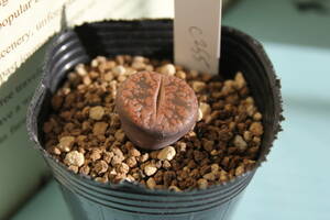 リトープス・日輪玉系　Lithops aucampiae ssp. aucampiae v. aucampiae C255