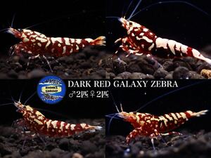 【Rmmks-shrimp（リームス）】DARK RED GALAXY ZEBRA 2ペア　画像の個体　