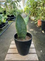 サンスベリア・グランディス　★　Sansevieria Grandis_画像1