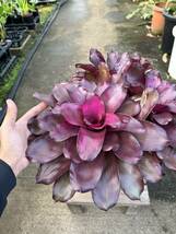 ネオレゲリア・パープルスター　★　Neoregelia Purple-Star_画像6