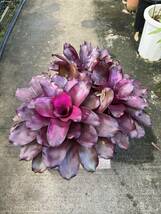 ネオレゲリア・パープルスター　★　Neoregelia Purple-Star_画像2