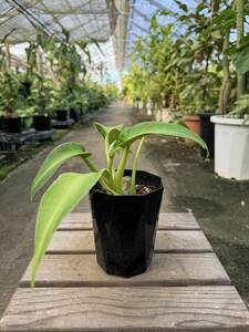 フィロデンドロン・ルゴーサム・マハラジャ ★ Philodendron Rugosum ' Maharaja '