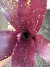 ネオレゲリア・ストルミべゼット　★　Neoregelia ー_画像3