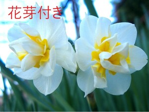 花芽付き大5球 750円 チャッフルネス 水仙 白×イエロー 八重咲き 房咲き 芳香性